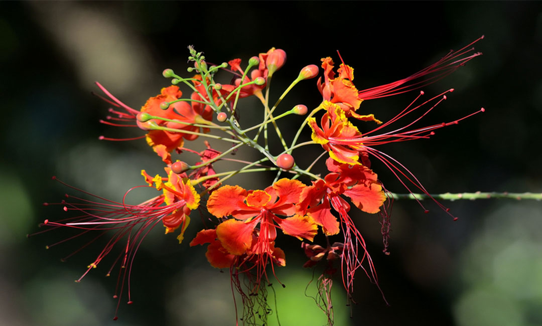 襄阳花帮主百科词条创建案例