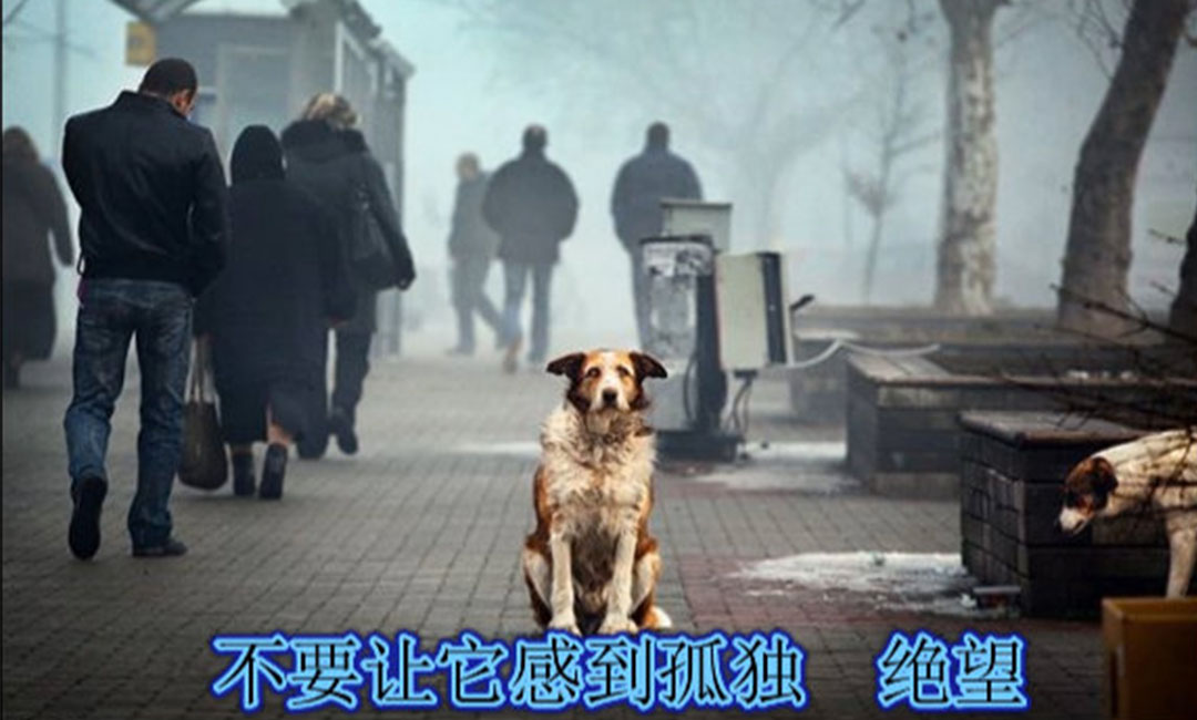 襄阳爱影圈微博微信转发案例